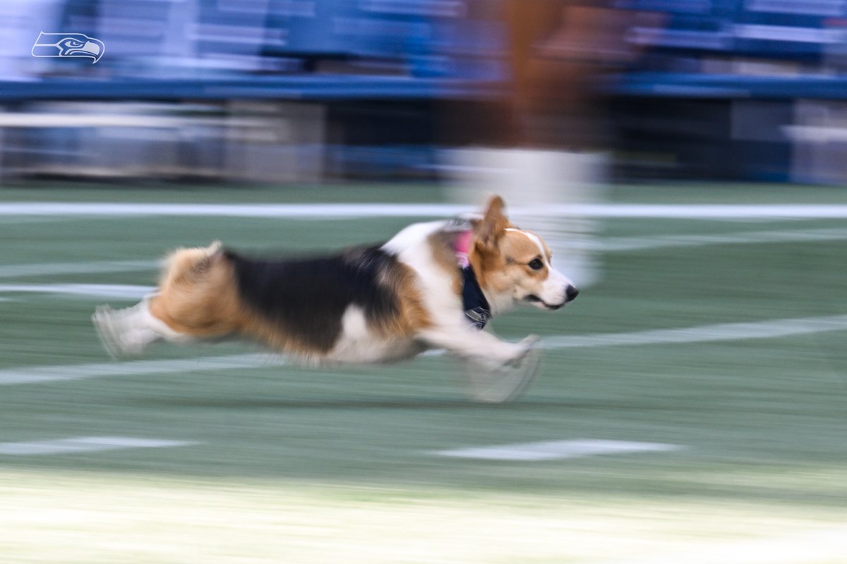 Seahawks's tweet photo. SPEEEEEEEEEEEEEED. https://t.co/dOvlWKsdIy