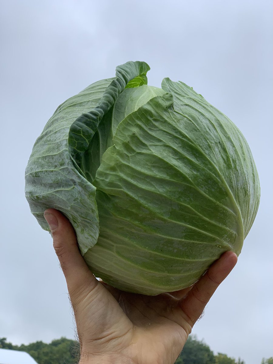 Ontario cabbage is sizing up!