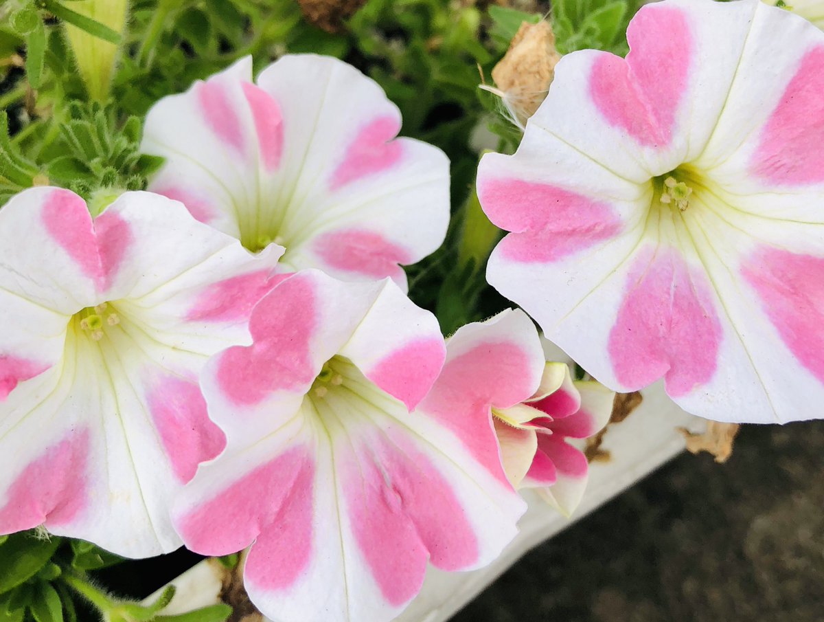 eO48544649's tweet photo. おはようございます🌤
今週もよろしくお願いします😺
Good morning❣️
Have a nice week. 🌈✨
#TLを花でいっぱいにしよう #花
#flower #Petunia #ペチュニア #キリトリセカイ #写真 #photo #unknownflower #picture https://t.co/bmJ0kkOka2