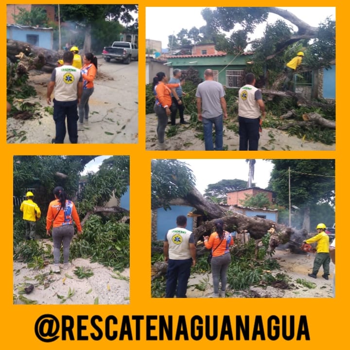 FUNDACIONBRN's tweet photo. Reporte Diario de Actividades OVAED 2022
25/09/2022
17:01HLV
Nos hace un llamado supervisora del municipio Zuleima Cordero para el despeje de vía y eliminación de peligro por colapso total de árbol de mango en la calle los mangos del sector Brisas del Café. 

*Estatus* Abierto https://t.co/q9uGejlBr9