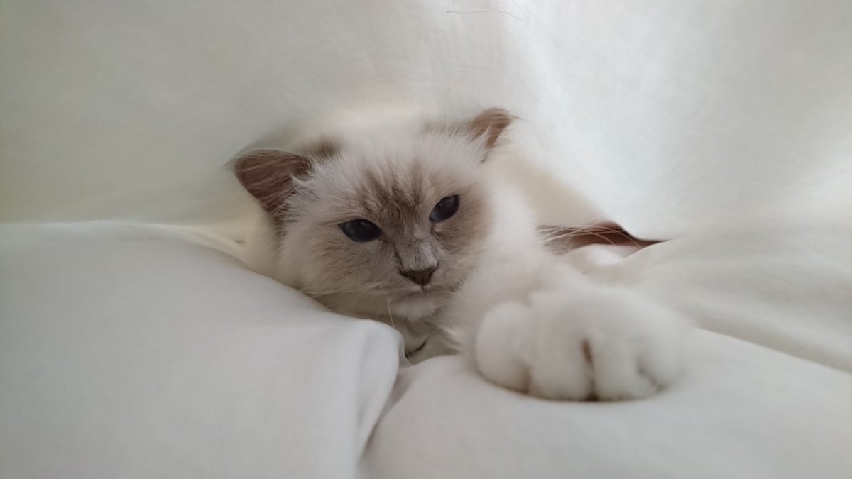 Riva des Sacrés Baldis ☀ 😻 tweet media