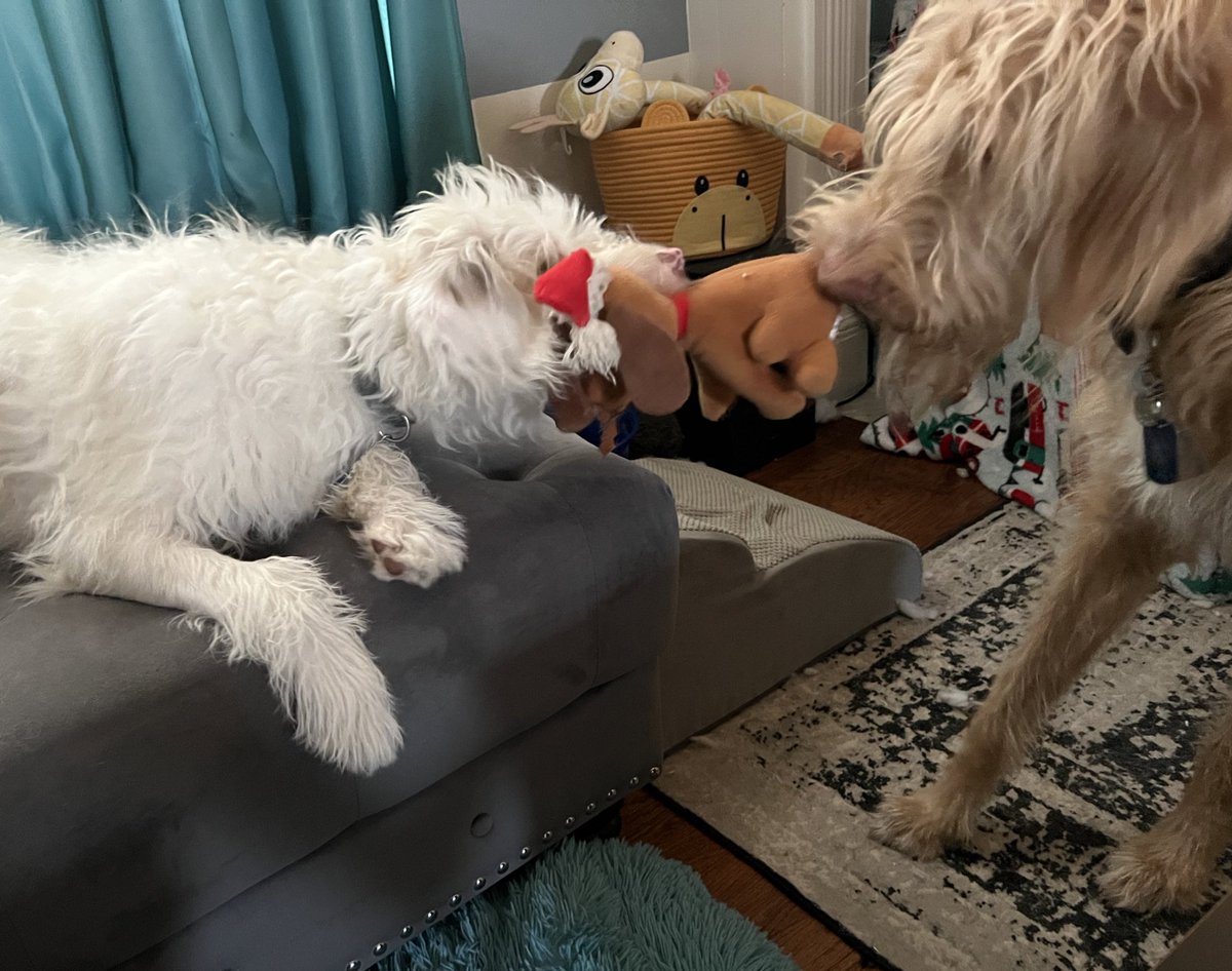 TheHerdHouse's tweet photo. AC: Found a new toy at the bottom of the basket. It has a hat! #HatFriend 
OW: That’s my Grinchmas Max and we have to celebrate HOWLoween first.
OW: I AM SERIOUS. HOWLoween comes first.
AC: I come first. https://t.co/0Ybjwk8abj