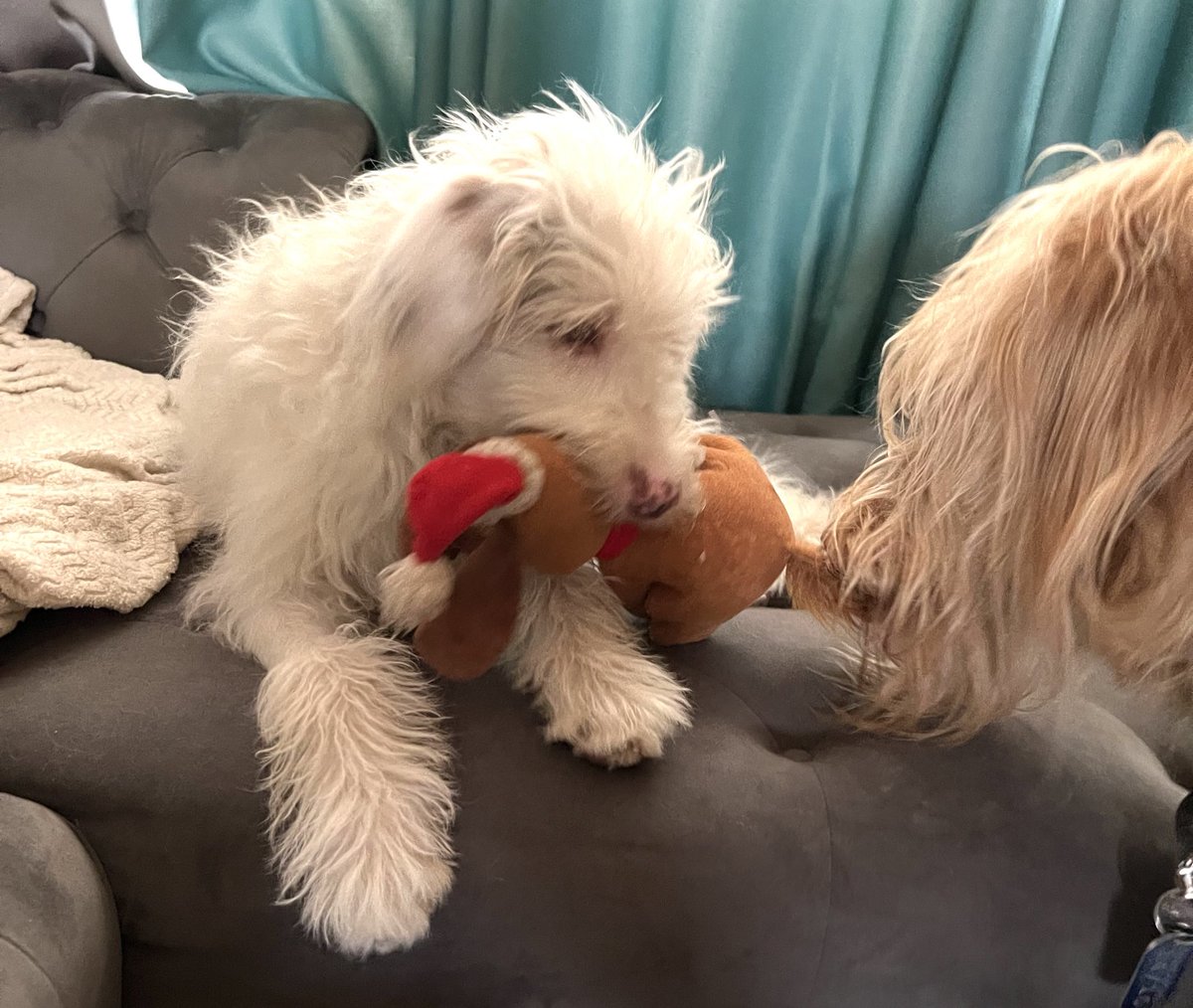 TheHerdHouse's tweet photo. AC: Found a new toy at the bottom of the basket. It has a hat! #HatFriend 
OW: That’s my Grinchmas Max and we have to celebrate HOWLoween first.
OW: I AM SERIOUS. HOWLoween comes first.
AC: I come first. https://t.co/0Ybjwk8abj