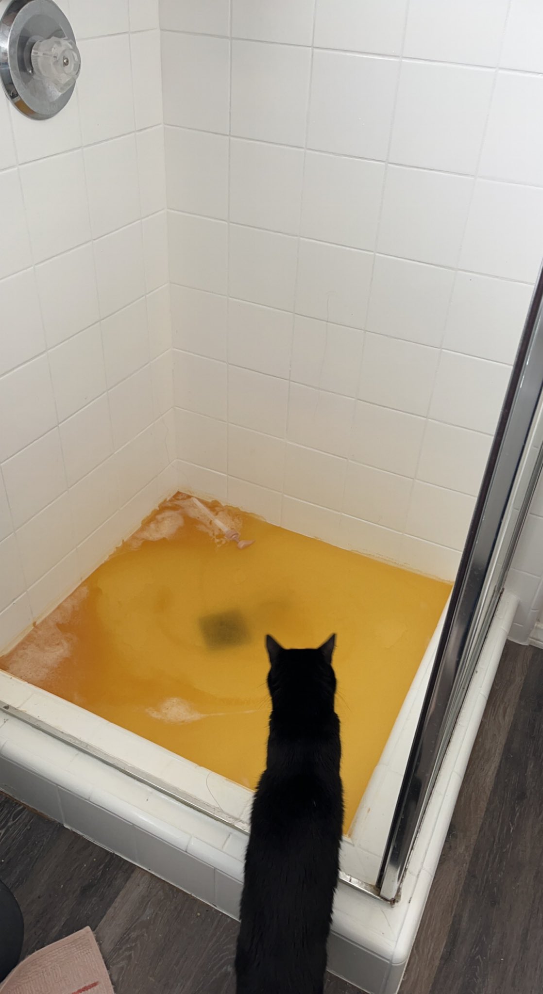 dxckiii 🏳️‍⚧️ on Twitter: "y’all my cat has been pissing in my shower
