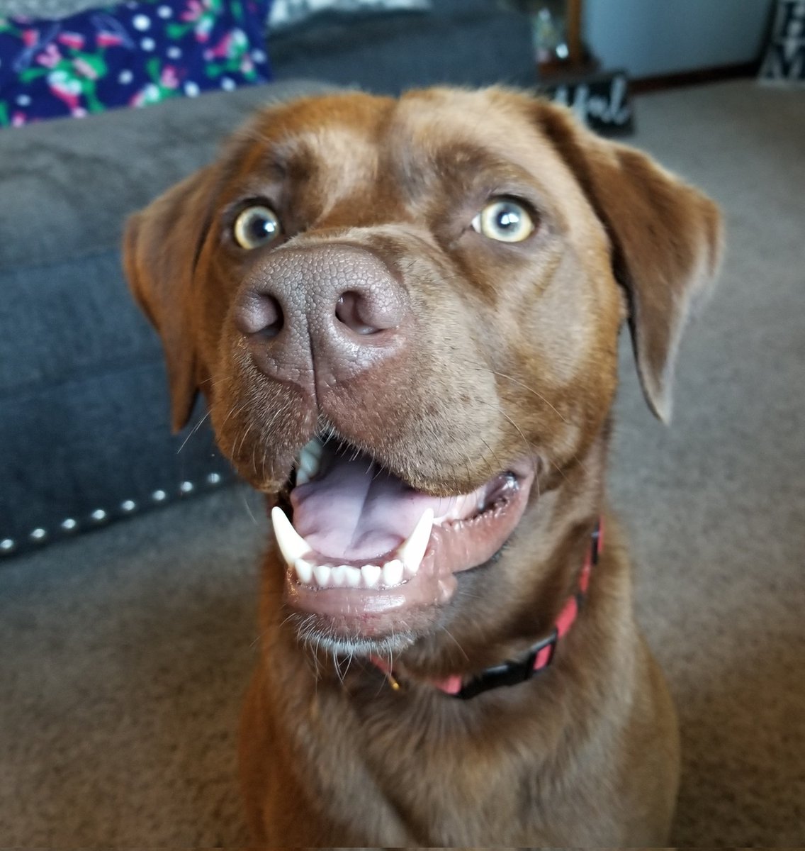 amysmcmichael's tweet photo. @JoJoFromJerz Hello from Diogi Marie https://t.co/RMq4f3kRK2