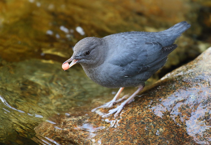 BirdNoteRadio's tweet photo. Today is #WorldRiversDay. Learn about American Dippers on the Elwha River in Washington: https://t.co/eRTvqzSi6z

American Dipper © Robert Moore https://t.co/pipFEQFlWM