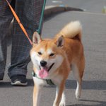 ツイートに含まれる画像