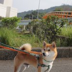 ツイートに含まれる画像