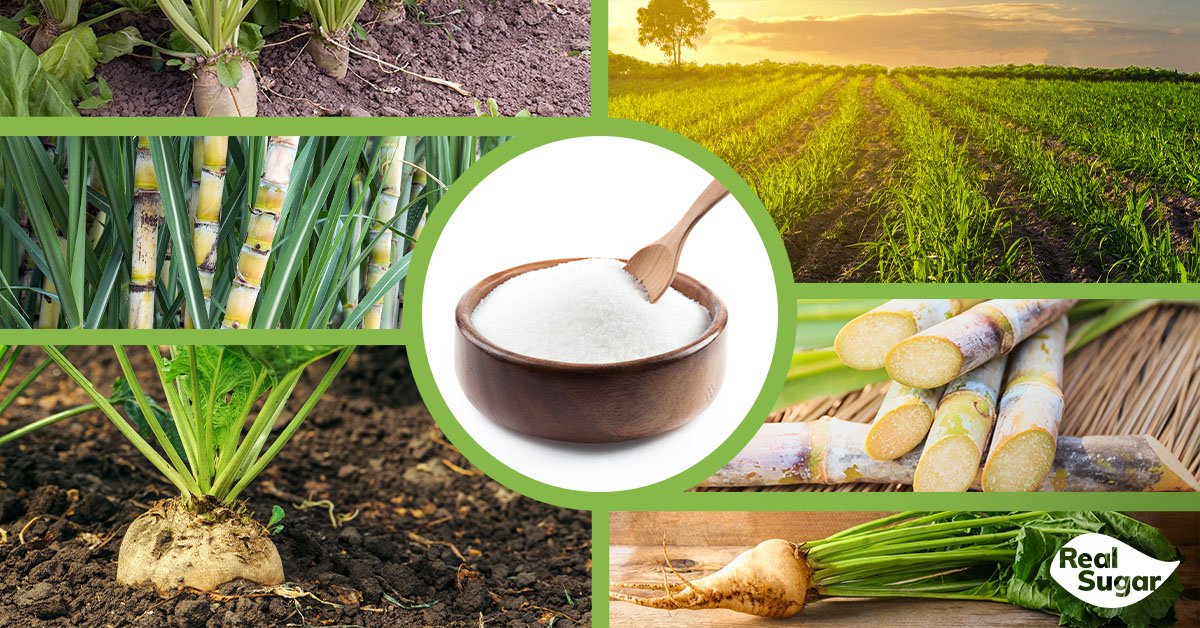 MoreToSugar's tweet photo. Sugar beets are a root crop that grows underground and typically where the weather is cooler. On the other hand, sugar cane is a tropical grass and grows in warmer climates in the tropical belt. Both produce the same sugar that ends up in your pantry. https://t.co/sx8Ks3utc2 https://t.co/jzfGX6aYi8