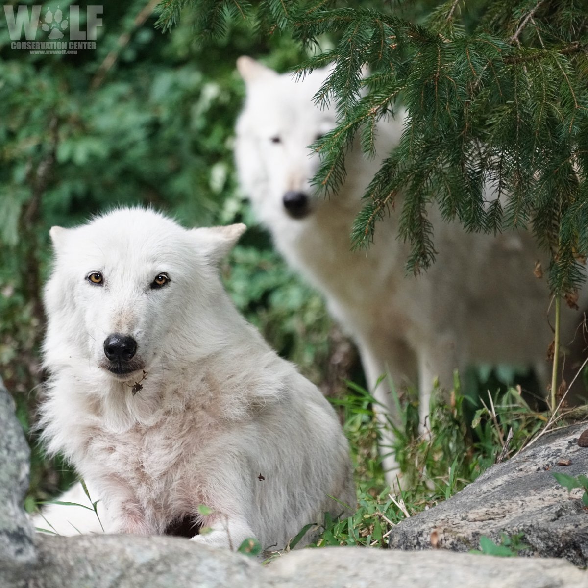 Is the cloning of extinct or endangered animals ethical?