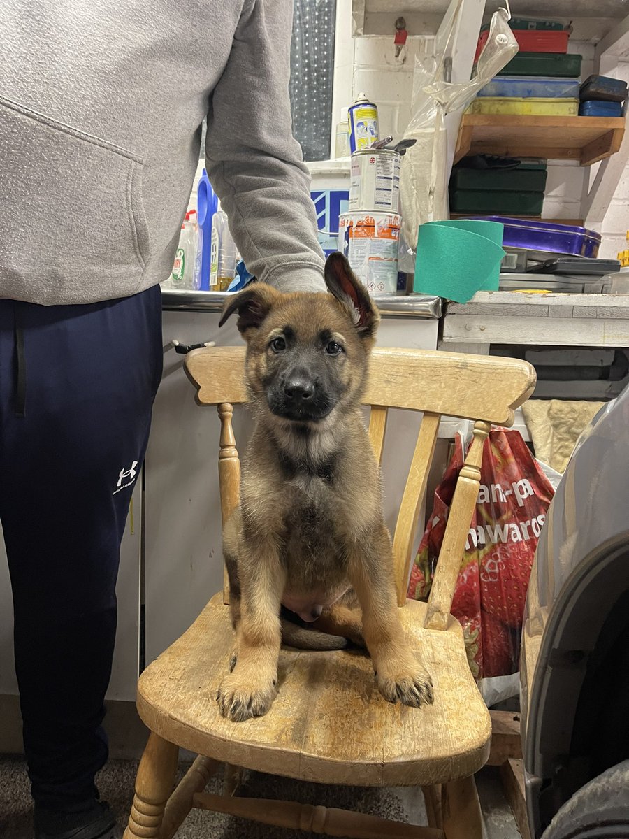 K9_HAKA's tweet photo. @DogsHmpps 2 more new recruits TGPD Kruger 8 weeks old and TPDD Jimmy also 8 weeks old. Both at @hmpbelmarsh https://t.co/pqOmCsLo9R