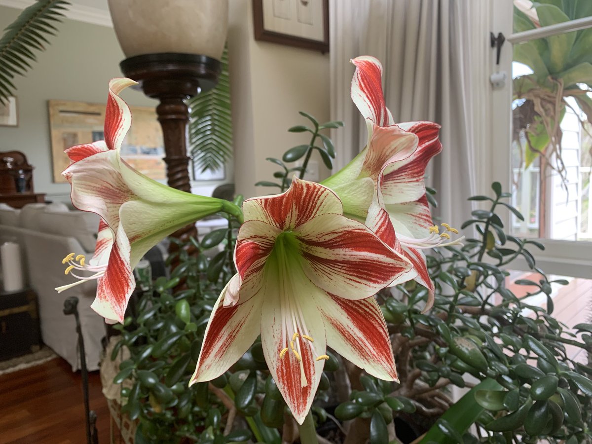 #hippyupdate flower three opening. Monster blooms at 200mm from tip to tip and stem at nearly 1 metre. Talk about Little Shop of Horrors!