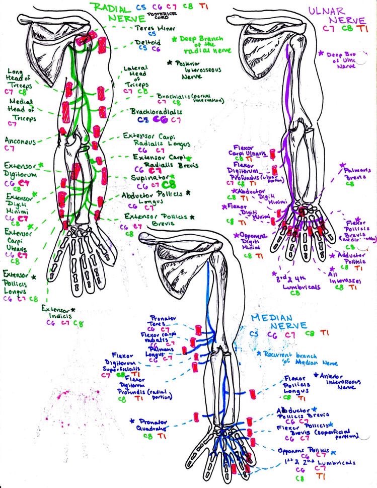 OGdukeneurosurg's tweet photo. Upper extremity nerves from Hanson’s anatomy #peripheralnerveinjuries #nerve #neuroscience #neurotwitter https://t.co/UAtqmQGtRW