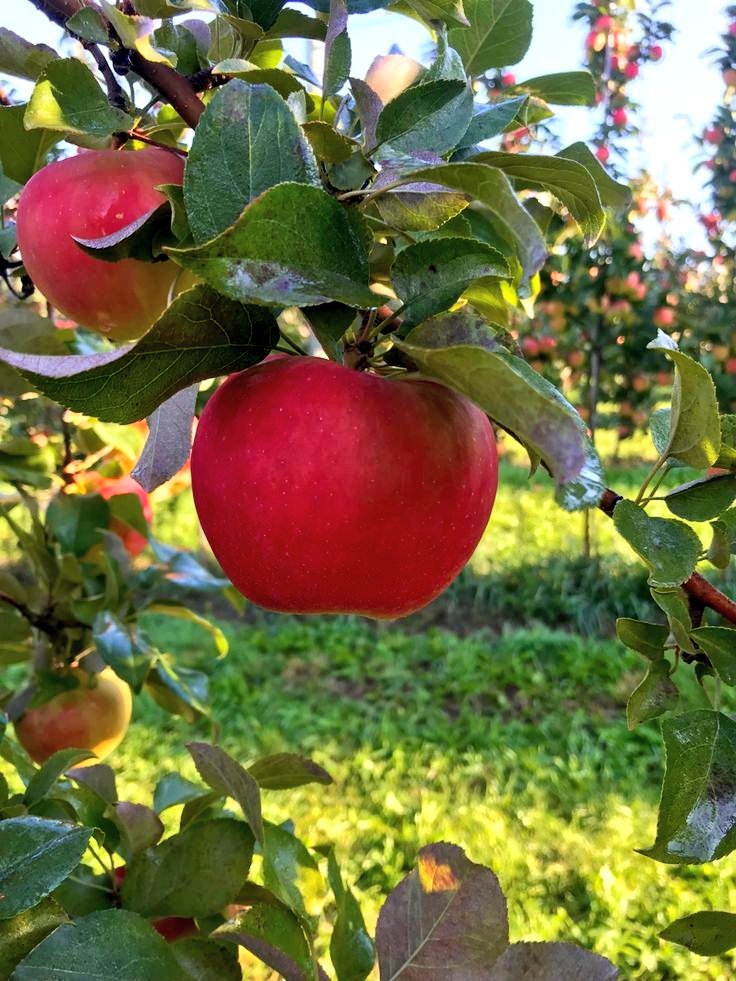 kitawny24's tweet photo. #TLAcouldAlsoStandFor
Tart Little Apples https://t.co/lkaS9goKMJ