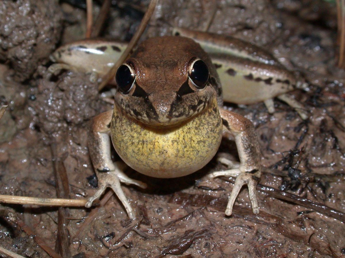 Thanks to people across #Australia using the free @FrogIDAus app to record calling #frogs, we now have frog records (& audio) for over one-third of Australia! Please get involved & help put frogs on the map across the continent! frogid.net.au