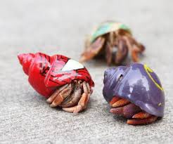 SUEtheTrex's tweet photo. DO NOT PAINT HERMIT CRAB SHELLS. Their shell is their home, and painting it bright colors ruins the property’s value. Plus, they’ll get a massive fine from the HOA. https://t.co/vSUORpjK4q