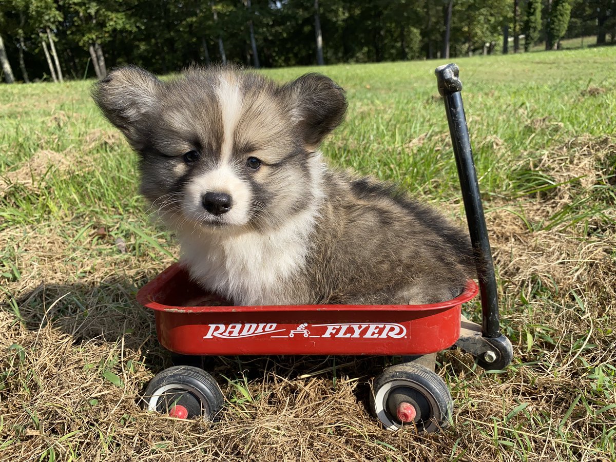 Still writing, but also busy being a dog mom to some adorable puppies! #corgi #corgisoftwitter