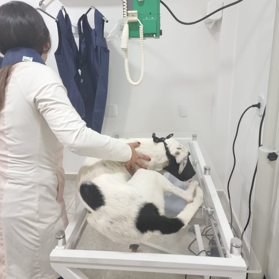 abrigojoaorosa's tweet photo. 🐶 Notícias do Ragnar 🐶

Nosso menino segue internado no Centro Veterinário Irajá. Depois de chegar com muitas dores e apático, recusando qualquer tipo de alimento, as notícias são ruins e seus exames também! https://t.co/gx5E4cr74z