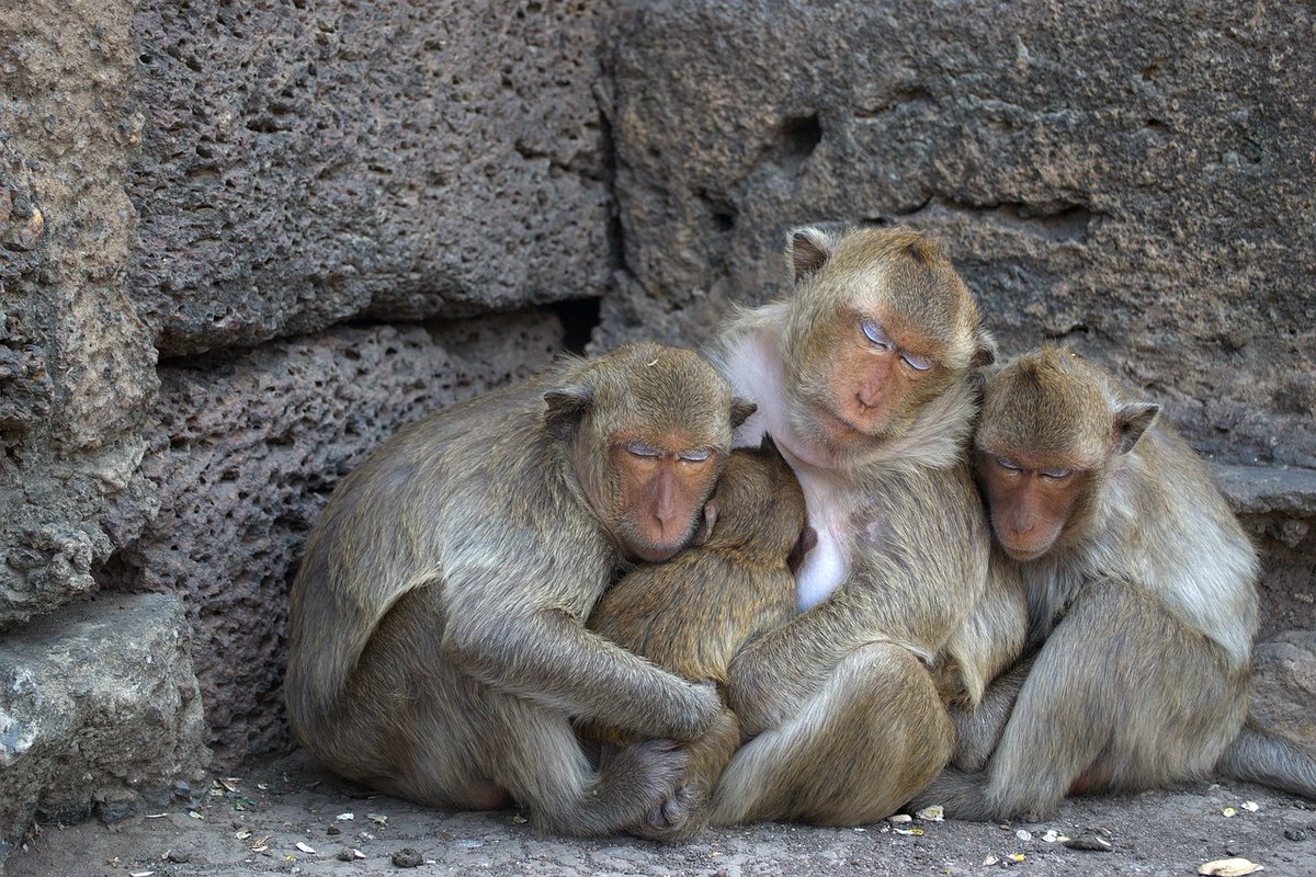 RandomAsia's tweet photo. Fantastic place if you like small monkey run around and climbing on you.🙏📷✨⭐️🙏🌿🌄 One day only 641 Baht

More details: https://t.co/6AkDJt7y4l

#randomtravelasia #thailand #relax #monkey #holiday #lopburi #PhraPrangSamYot https://t.co/qrVDBOUrFb