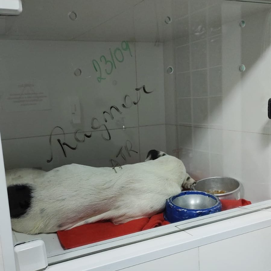 abrigojoaorosa's tweet photo. 🐶 Notícias do Ragnar 🐶

Nosso menino segue internado no Centro Veterinário Irajá. Depois de chegar com muitas dores e apático, recusando qualquer tipo de alimento, as notícias são ruins e seus exames também! https://t.co/gx5E4cr74z