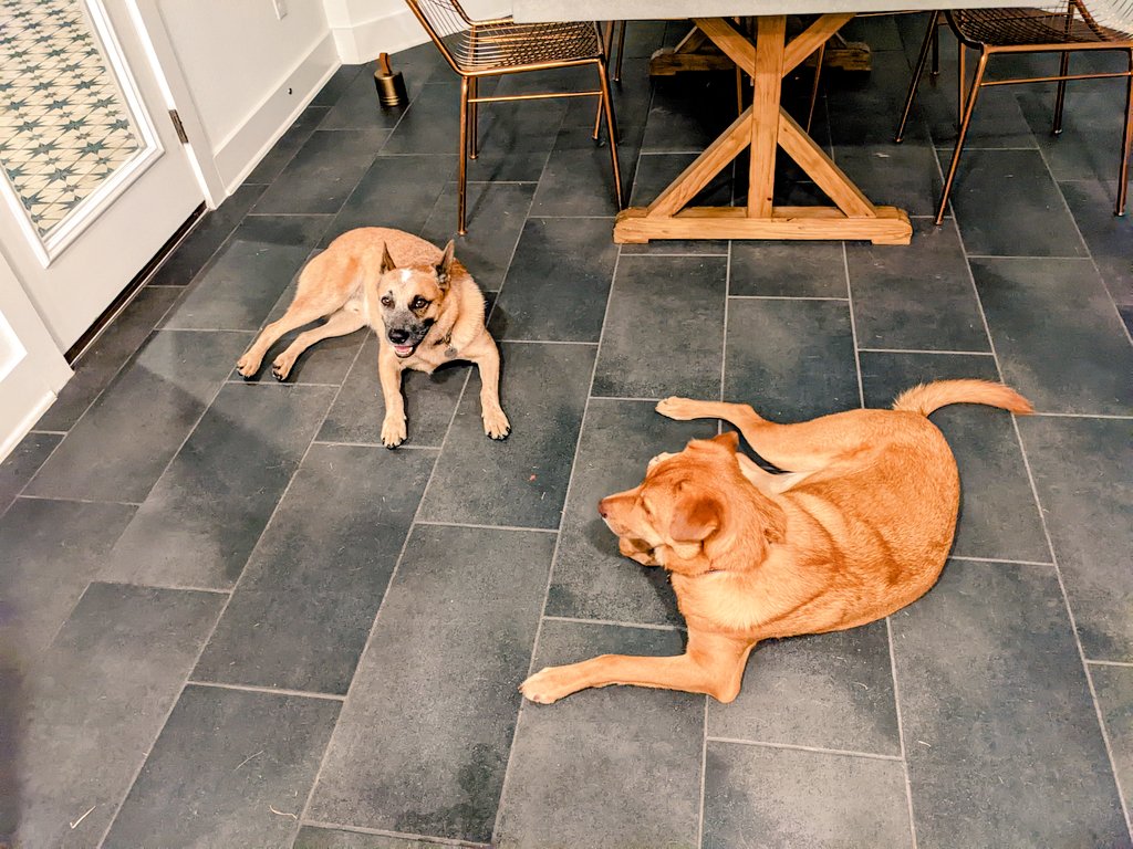 dashthedingo on Twitter "Waiting for my humans to serve (their