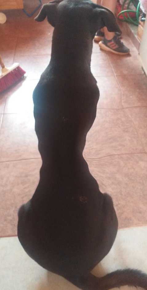 gatitofresit4's tweet image. Mi perro es thinspo😘