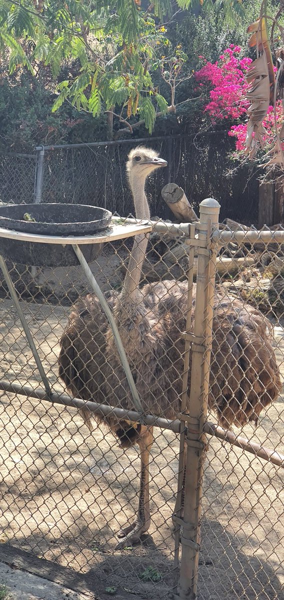 The Stupendium tweet media