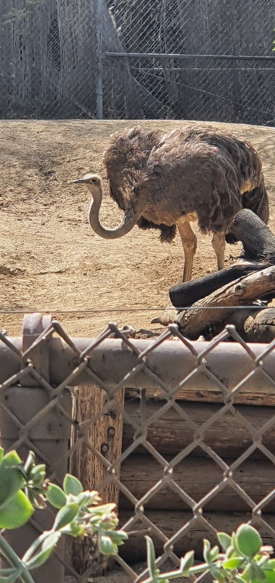 The Stupendium tweet media