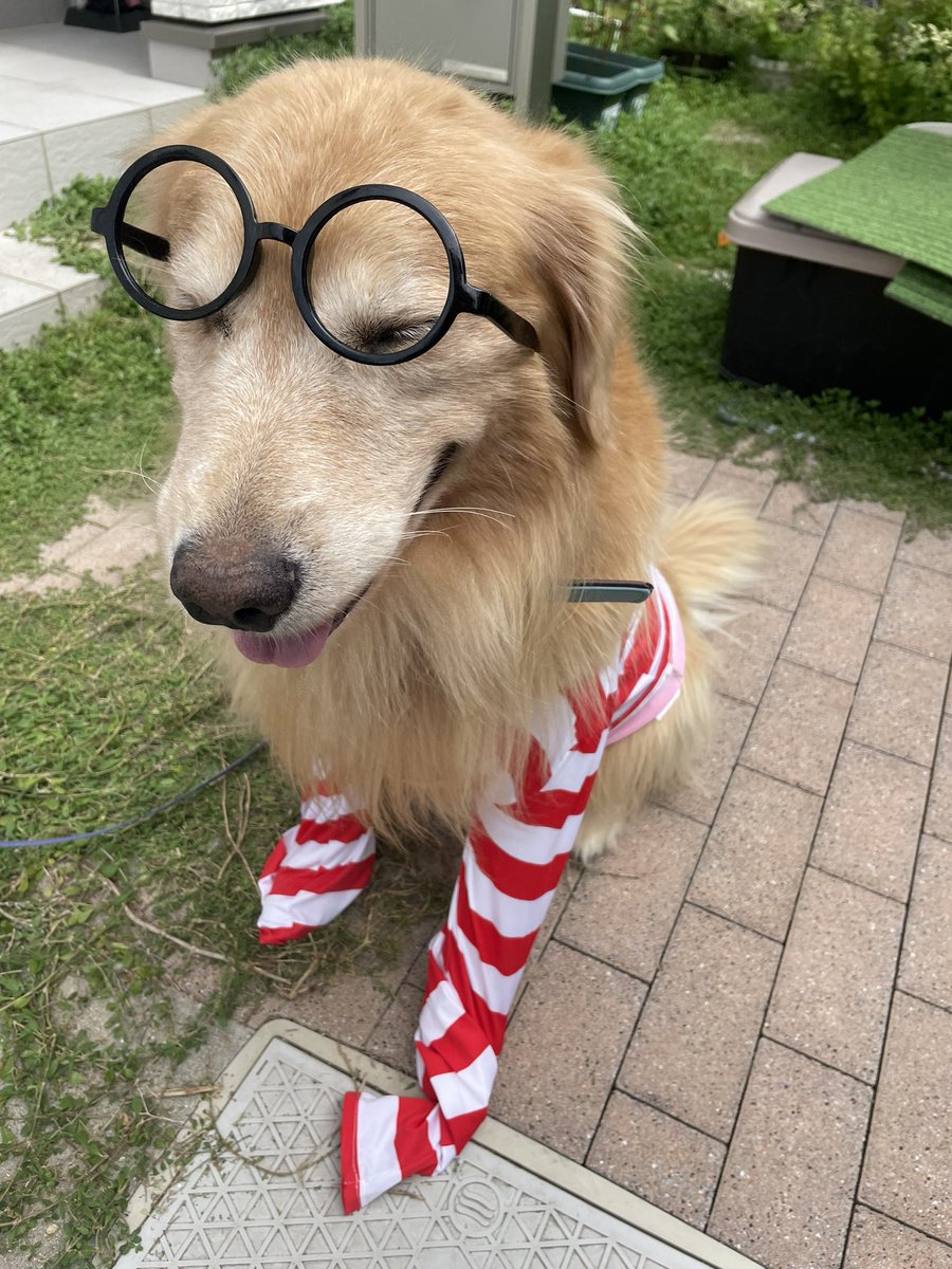 p6z9bhFYax3PwWW's tweet photo. おはようわん🍋

ぼく、全然ウォーリーになんて
なりたくたいよ🐶

#Where_is_Waldo
#Whre_is_wally
#Dont_worry
#ウォーリー https://t.co/dSP8rCfTG5