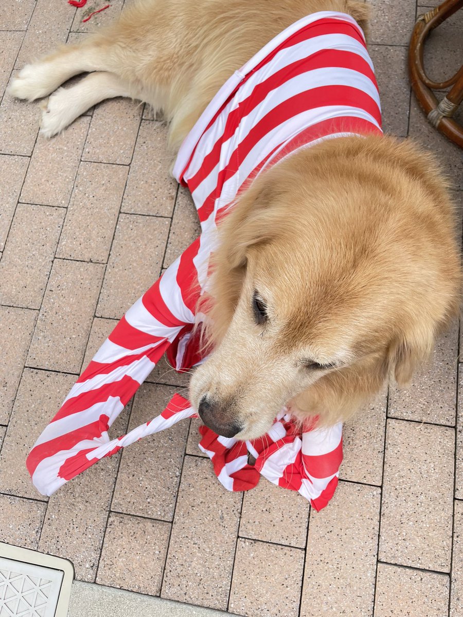 p6z9bhFYax3PwWW's tweet photo. おはようわん🍋

ぼく、全然ウォーリーになんて
なりたくたいよ🐶

#Where_is_Waldo
#Whre_is_wally
#Dont_worry
#ウォーリー https://t.co/dSP8rCfTG5