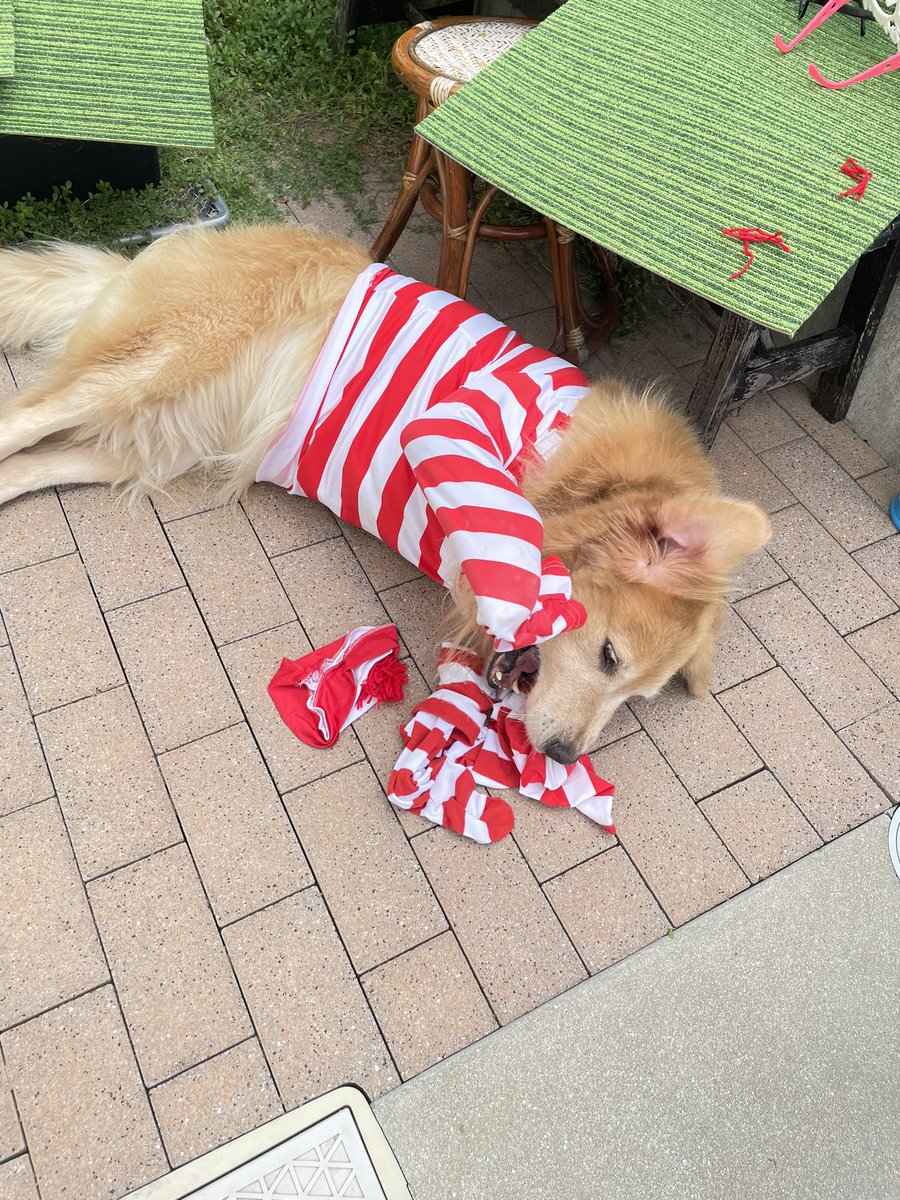 p6z9bhFYax3PwWW's tweet photo. おはようわん🍋

ぼく、全然ウォーリーになんて
なりたくたいよ🐶

#Where_is_Waldo
#Whre_is_wally
#Dont_worry
#ウォーリー https://t.co/dSP8rCfTG5