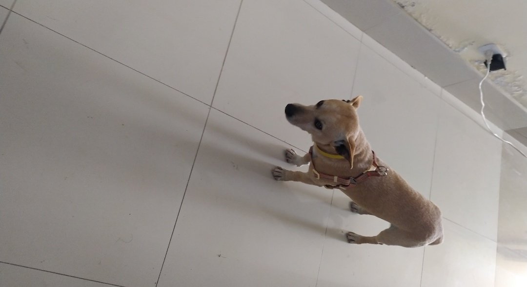 Amigos buenas noches, soy de la ciudad de Pisco mi perrito Snoopy está malito, se le hizo un hemograma, el diagnóstico fue la erlichia, lamentablemente ya no me doy basto para cubrir lo siguiente: 1caja de doxitel de 200mg, hemolitan, 2 nutromix, 1 spiruvet, 1 protector hepático