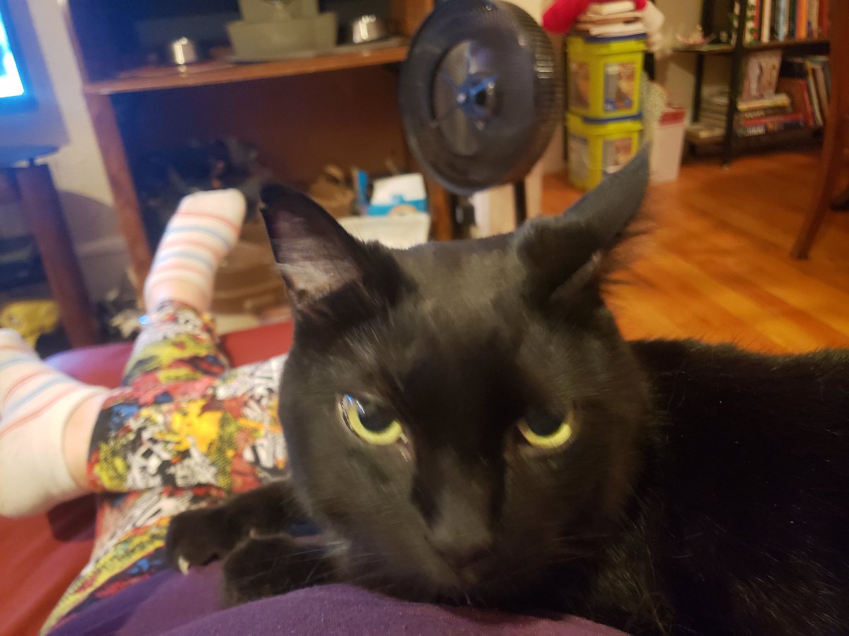 queenrissa's tweet photo. Me: Aren't you a sweet boi!
Sam: No.
#SamTheCat
#CatsOfTwitter https://t.co/sZtULu628K