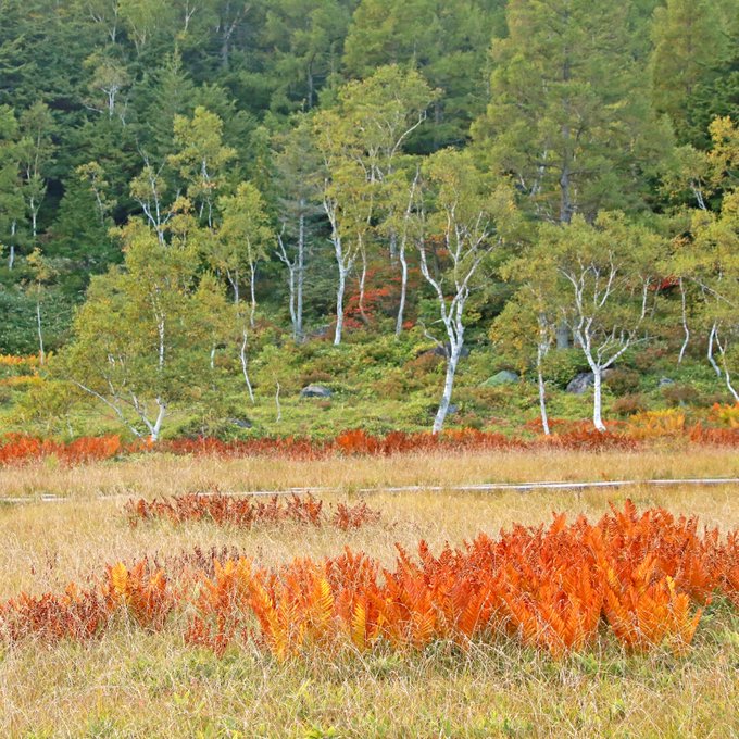 志賀高原の紅葉 長野県 紅葉名所22 ウォーカープラス