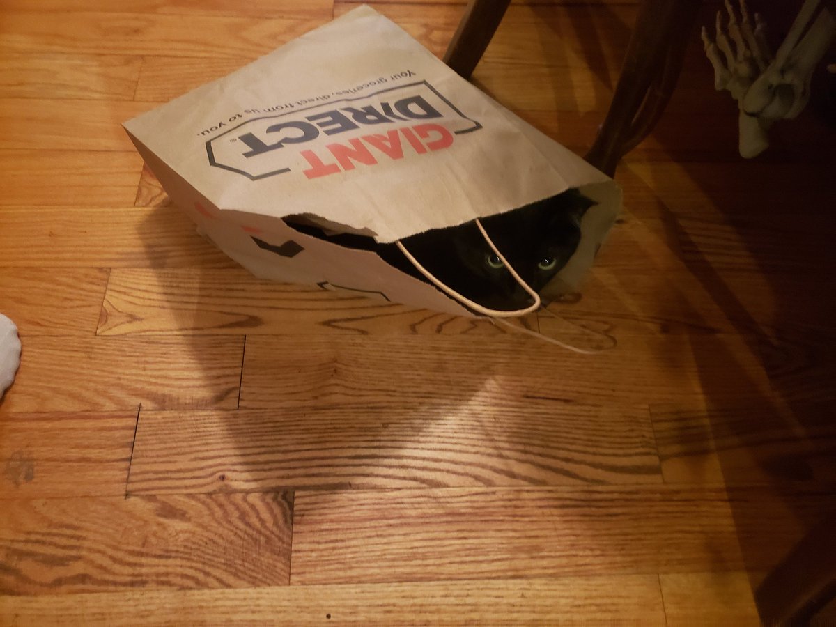 queenrissa's tweet photo. I don't remember ordering this from @GiantFoodStores ...
#SamTheCat
#CatsOfTwitter https://t.co/a7NrMHsiDs