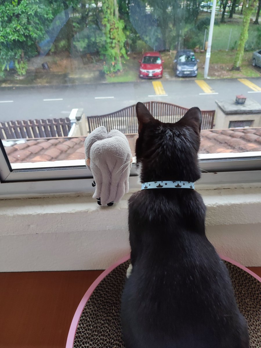 Observing the outside world with my kitty companion. I was about to fall and he make sure I stand up right. Good kitty.

#sephiroth