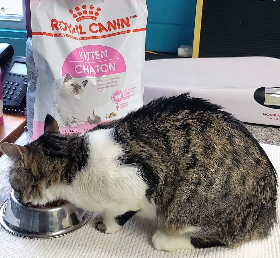 OakvilleHumane's tweet photo. Did you know we feed approximately 750 cups of nutritious food every week for the cats and dogs in our care? You can help us keep our stock filled by joining us for Prancing with the Stars on November 3th! Get your ticket(s) here: https://t.co/xzfzZyUpJt
#PrancingWithTheStars https://t.co/se9CPBo17z
