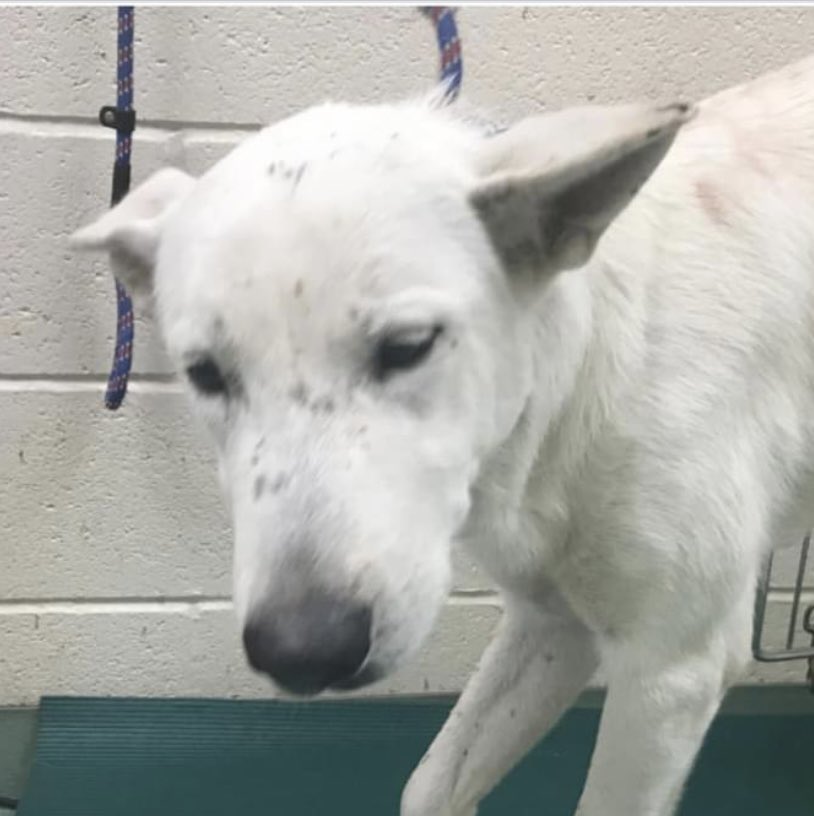 reddogsusie tweet picture