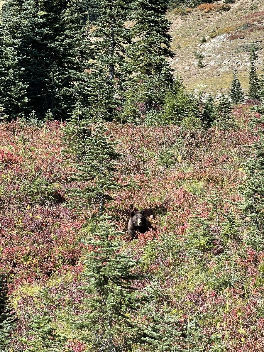 njukidreborn's tweet photo. The baby bear was only 30 feet away, but there were dozens of hikers on the trail, itβs kind of safe π§Έ #nachespeakloop https://t.co/UVQ0jRiovQ