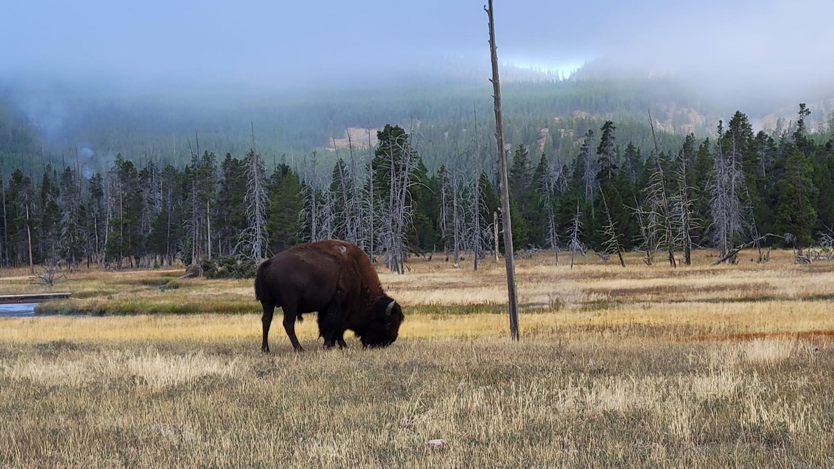 OriginalMRK's tweet photo. Awesome week in Yellowstone. https://t.co/7dfwLcyLVQ