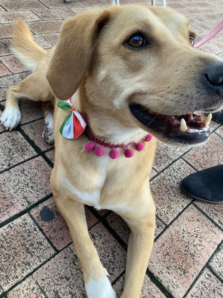 JapanPaola's tweet photo. お越しくださいました皆様、ありがとうございました❣️「どこでもドア」でメキシコに行ったみたいでした。
#mexico #メキシコ #fiestamexicana #フィエスタメヒカーナ #台場 #Lamedida #ラメディーダ #メスカル #tequila #mezcal #どこでもどあ #カスカウィン #ladypaola #レディパオラ #ワンコ https://t.co/TItHkAH98U