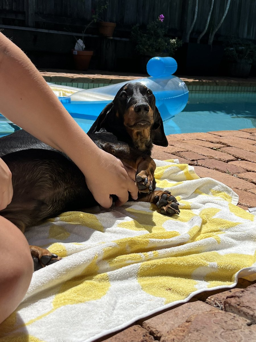 KhaylAdam's tweet photo. Look at the absolute state of this dog, expecting (and receiving) his requisite belly rubs in the sun. Note the remnants of pilfered breakfast smoothie on its chin https://t.co/9IUCJy3Rkf