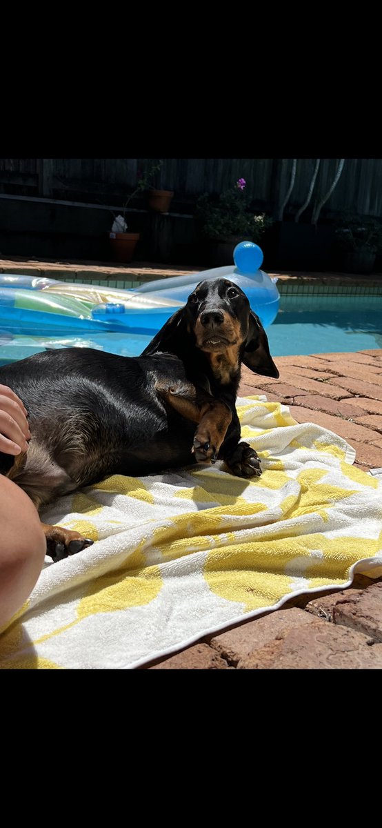 KhaylAdam's tweet photo. Look at the absolute state of this dog, expecting (and receiving) his requisite belly rubs in the sun. Note the remnants of pilfered breakfast smoothie on its chin https://t.co/9IUCJy3Rkf