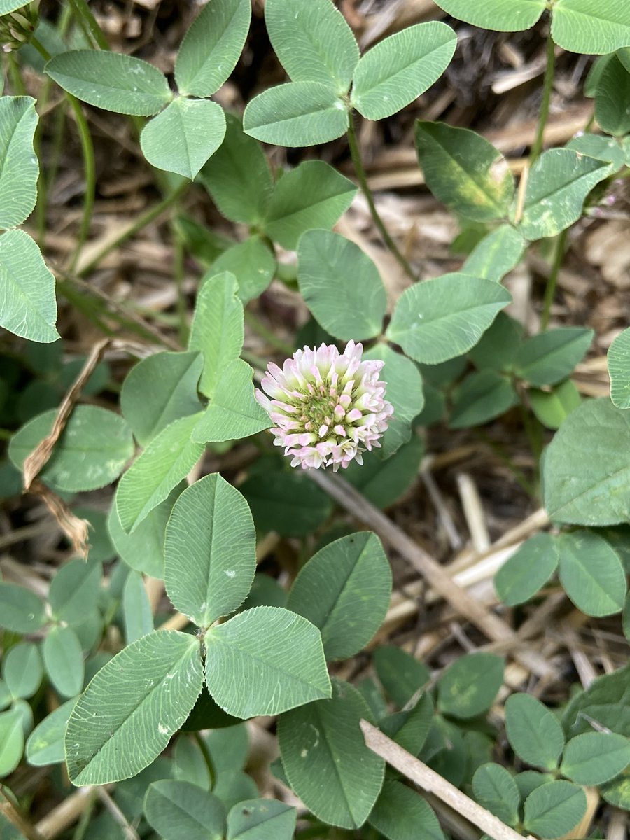 Emily Mills on Twitter "Found some flowers blooming in a hay maze in