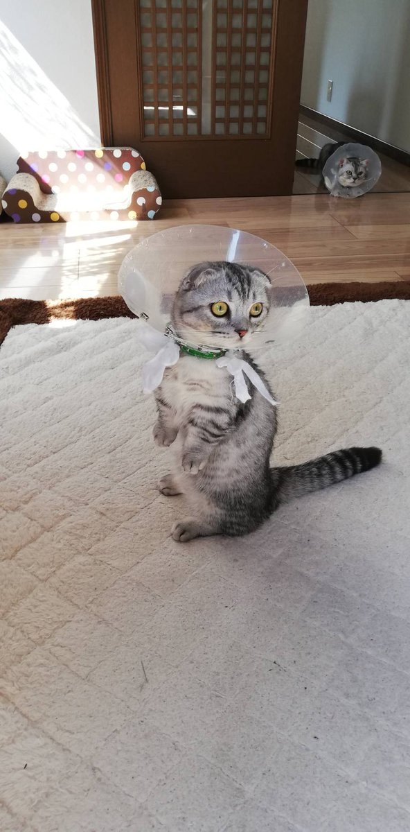 実家にレンタルしている長男（一番ちっちゃい子）🐈‍⬛と三男（一番大っきい子）🐈‍⬛が去勢手術でエリザベスカラー🥲

しばらくがまん😭

#親子 #ねこ #猫 #cat #こねこ #マンチカン #スコティッシュフォールド #猫のいる暮らし #猫好き