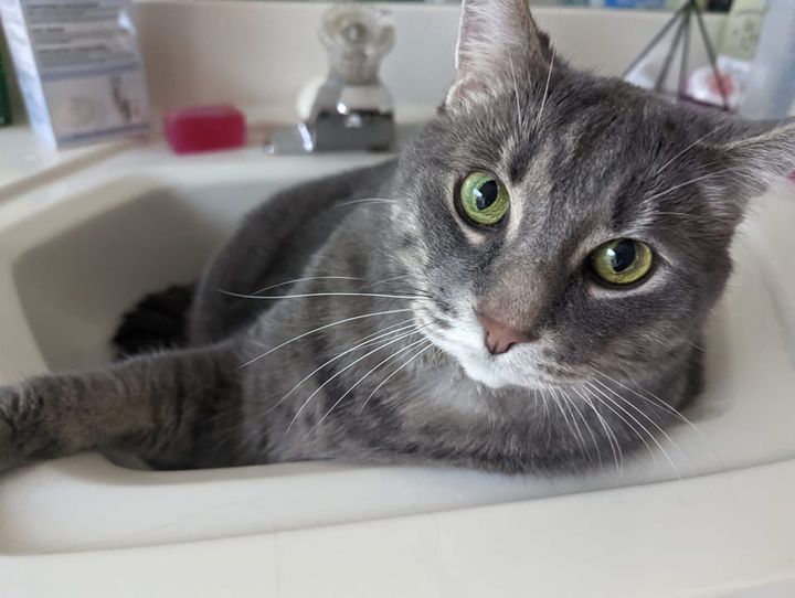 LOST PETS YYC tweet media