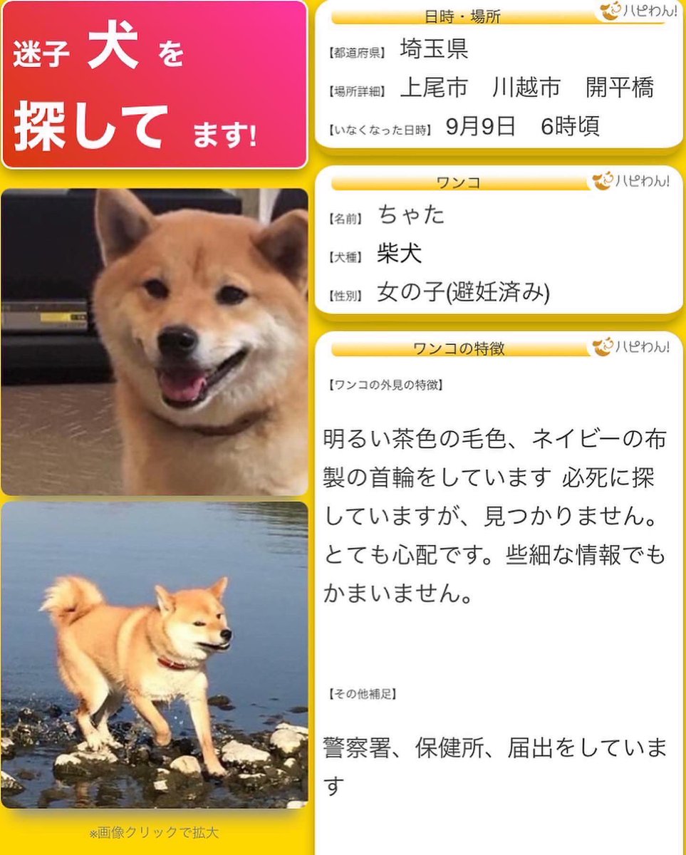 chatachan0803's tweet photo. #拡散希望 #迷い犬 #柴犬 #上尾市
9/24 3件目撃情報がありました

①17号沿い　城山公園付近 #桶川市
   11時前後
②17号沿い　畔吉交差点付近 #上尾市
③17号沿い　日本通運近くファミマ

今日も探しています。目撃情報ありましたら頂きたいです🙇‍♀️

#上尾カフェ #上尾グルメ #桶川カフェ
#迷子犬 https://t.co/uTEsEUb4Ap