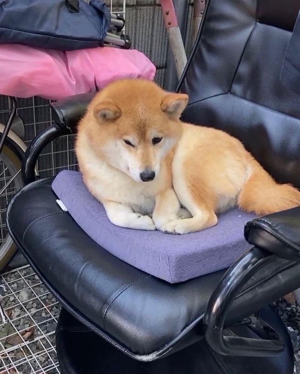 chatachan0803's tweet photo. #拡散希望 #迷い犬 #柴犬 #上尾市
9/24 3件目撃情報がありました

①17号沿い　城山公園付近 #桶川市
   11時前後
②17号沿い　畔吉交差点付近 #上尾市
③17号沿い　日本通運近くファミマ

今日も探しています。目撃情報ありましたら頂きたいです🙇‍♀️

#上尾カフェ #上尾グルメ #桶川カフェ
#迷子犬 https://t.co/uTEsEUb4Ap