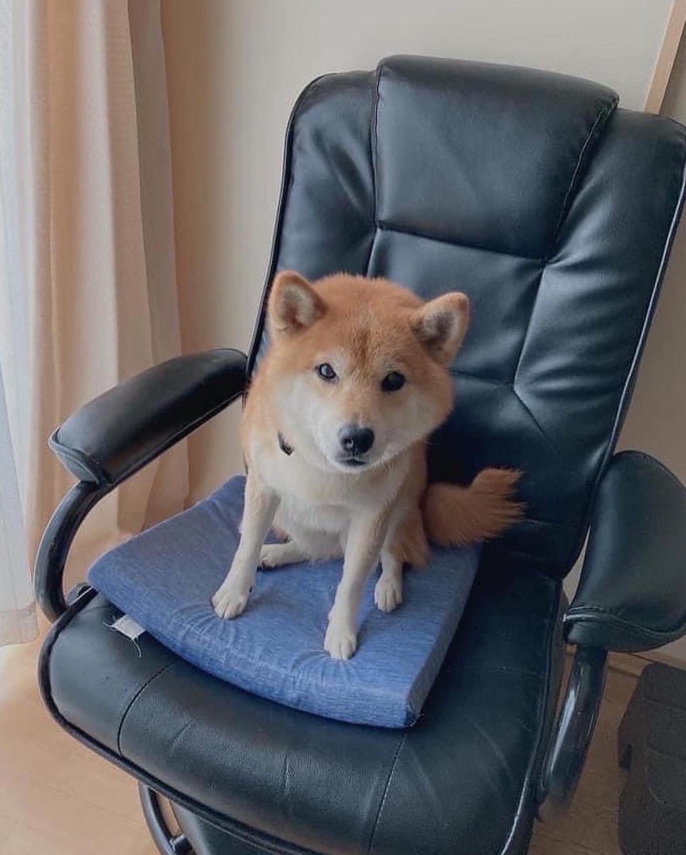 chatachan0803's tweet photo. #拡散希望 #迷い犬 #柴犬 #上尾市
9/24 3件目撃情報がありました

①17号沿い　城山公園付近 #桶川市
   11時前後
②17号沿い　畔吉交差点付近 #上尾市
③17号沿い　日本通運近くファミマ

今日も探しています。目撃情報ありましたら頂きたいです🙇‍♀️

#上尾カフェ #上尾グルメ #桶川カフェ
#迷子犬 https://t.co/uTEsEUb4Ap