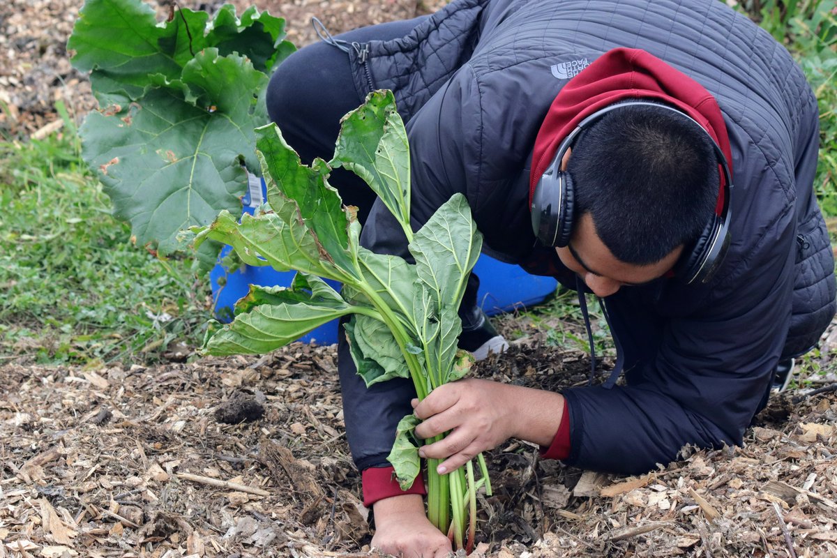 redbirdimpact's tweet photo. A few pictures from our Sunnyside September Service project! Students were mulching, transplanting rhubarb, and picking tomatoes (while told to be careful not to disturb the spider webs because spiders are good at eating tomato pests).
#RedbirdImpact #SeptemberService #SunnySide https://t.co/FgQRDe4ujE